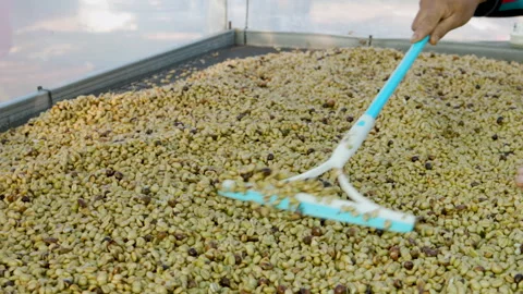 Drying coffee beans in solar dryer, comparing dried beans Video stock 303127776