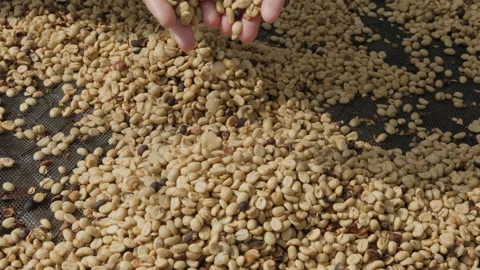 Drying coffee beans in solar dryer, comparing dried beans Stock Footage 303127873