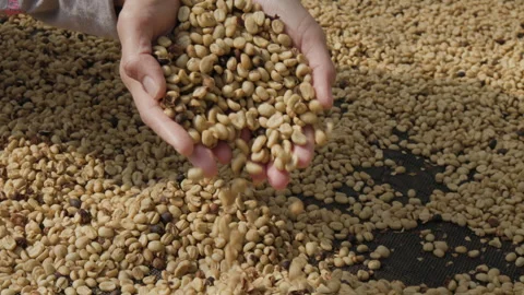 Drying coffee beans in solar dryer, comparing dried beans Stock Footage 303127918