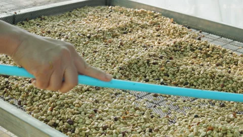 Drying coffee beans in solar dryer, comparing dried beans Stock Footage 303128057