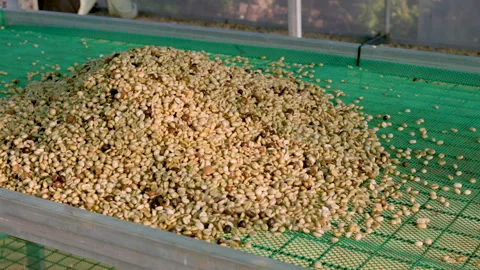 Drying coffee beans in solar dryer, comparing dried beans Stock Footage 309979605