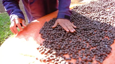 Drying a coffee fruits Stock Footage 158490298
