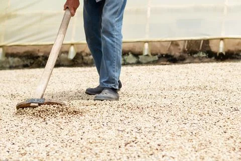 Drying coffee, spreading and drying coffee with farm tools. Coffee advertising Stock Photos