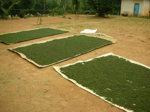 Drying coffee under sunlight Stock Photos