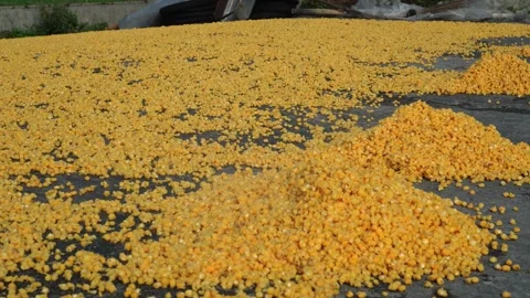 Drying cooked corn kernels on the floor Stock Footage 273074287