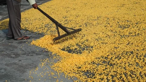 Drying cooked corn kernels Stock-Footage 273074076