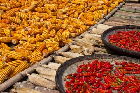 Drying corn and chilli peppers Stock Photos