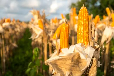 Drying corn on the cob Stock Photos