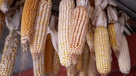 Drying Corn Cobs Stock Footage 293202245