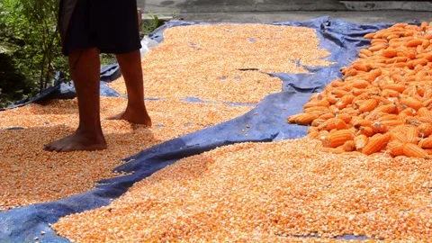 Drying corn manually using the sun's heat Video stock 282771653