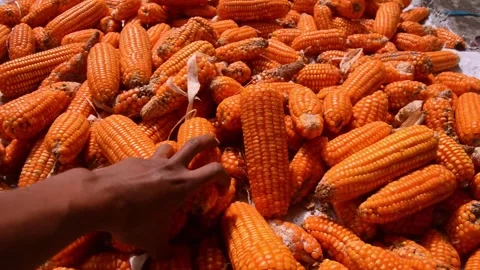 Drying corn manually using the sun's heat 스톡 동영상 290853405