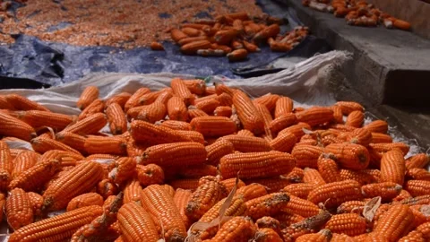 Drying corn manually using the sun's heat 库存影片 290853486