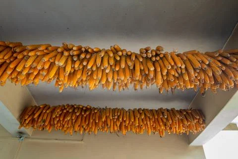 Drying corn or maize hung in rustic Uttarakhand, India, showcasing traditio.. Stock Photos