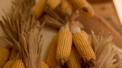 Drying corn Stock Photos