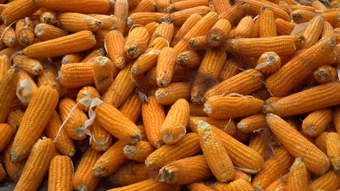 Drying corn at the plantation in Central Highlands of Vietnam. Stock Footage 128215814