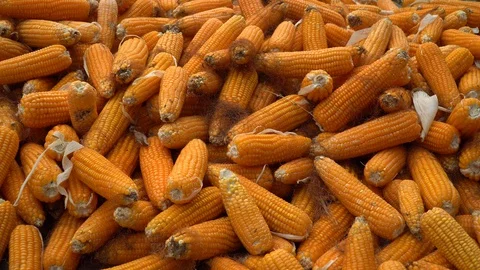Drying corn at the plantation in Central Highlands of Vietnam. Stock Footage 128215828