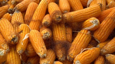 Drying corn at the plantation in Central Highlands of Vietnam. Stock Footage 128215834