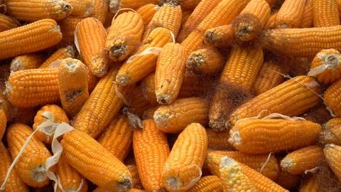 Drying corn at the plantation in Central Highlands of Vietnam. Stock Footage 128215840