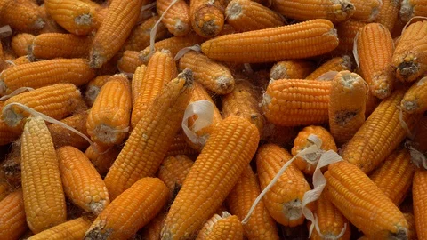 Drying corn at the plantation in Central Highlands of Vietnam. Stock Footage 128215848
