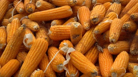 Drying corn at the plantation in Central Highlands of Vietnam. Stock Footage 128215851