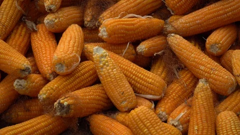 Drying corn at the plantation in Central Highlands of Vietnam. Stock Footage 128215852
