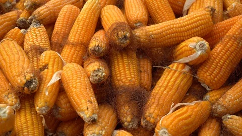 Drying corn at the plantation in Central Highlands of Vietnam. Stock Footage 128215866