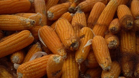 Drying corn at the plantation in Central Highlands of Vietnam. Stock Footage 128215888