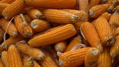 Drying corn at the plantation in Central Highlands of Vietnam. Stock Footage 128215896