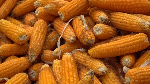 Drying corn at the plantation in Central Highlands of Vietnam. Stock Footage 128215903