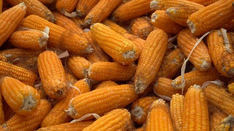 Drying corn at the plantation in Central Highlands of Vietnam. Stock Footage 128215905