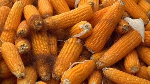 Drying corn at the plantation in Central Highlands of Vietnam. Stock Footage 128215908