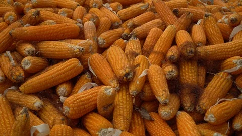 Drying corn at the plantation in Central Highlands of Vietnam. Stock Footage 128215910