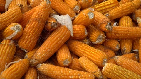 Drying corn at the plantation in Central Highlands of Vietnam. Stock Footage 128215911