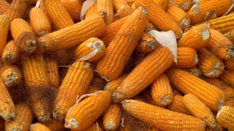Drying corn at the plantation in Central Highlands of Vietnam. Stock Footage 128215916