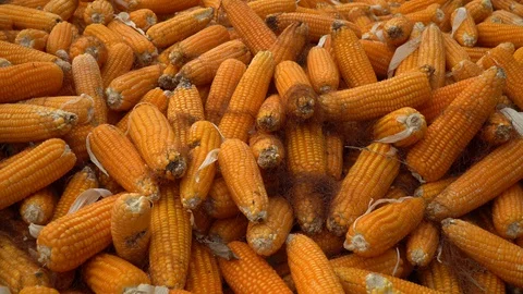 Drying corn at the plantation in Central Highlands of Vietnam. Stock Footage 128215918
