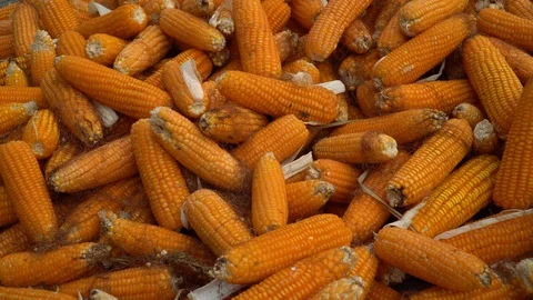 Drying corn at the plantation in Central Highlands of Vietnam. Stock Footage 128215939