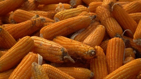 Drying corn at the plantation in Central Highlands of Vietnam. Stock Footage 128215971