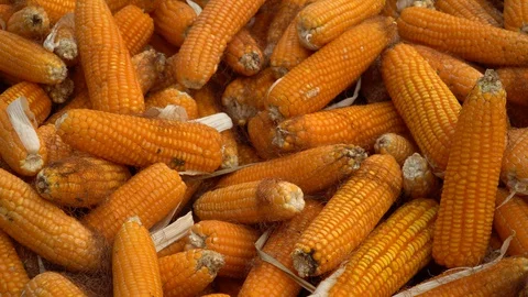 Drying corn at the plantation in Central Highlands of Vietnam. Stock Footage 128215982