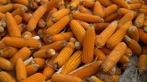 Drying corn at the plantation in Central Highlands of Vietnam. Stock Footage 128215989