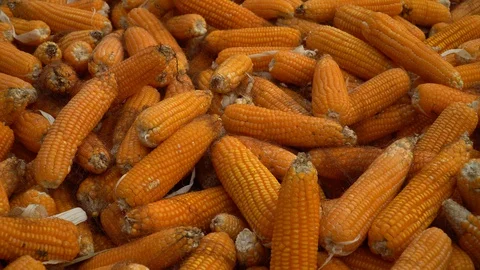 Drying corn at the plantation in Central Highlands of Vietnam. Stock Footage 128216001