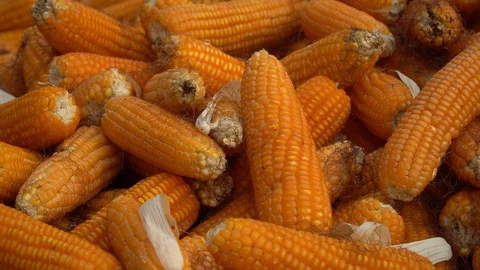 Drying corn at the plantation in Central Highlands of Vietnam. Stock Footage 128216004