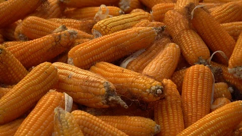Drying corn at the plantation in Central Highlands of Vietnam. Stock Footage 128216014