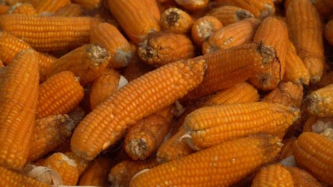 Drying corn at the plantation in Central Highlands of Vietnam. Stock Footage 128216020