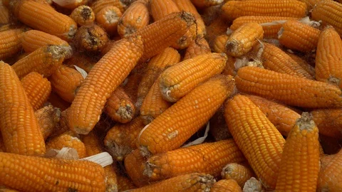 Drying corn at the plantation in Central Highlands of Vietnam. Stock Footage 128216028