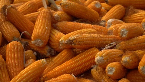Drying corn at the plantation in Central Highlands of Vietnam. Stock Footage 128216034