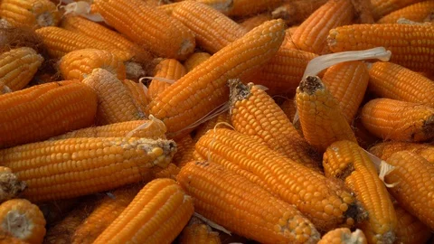 Drying corn at the plantation in Central Highlands of Vietnam. Stock Footage 128216050
