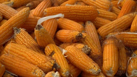 Drying corn at the plantation in Central Highlands of Vietnam. Stock Footage 128216055