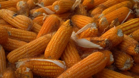 Drying corn at the plantation in Central Highlands of Vietnam. Stock Footage 128216067