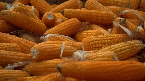 Drying corn at the plantation in Central Highlands of Vietnam. Stock Footage 128216101