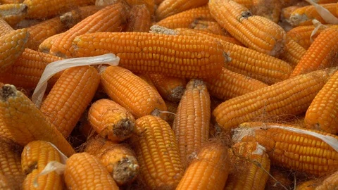Drying corn at the plantation in Central Highlands of Vietnam. Stock Footage 128216109
